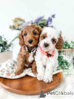 Zdjęcie №2 do zapowiedźy № 157767 na sprzedaż  labradoodle - wkupić się Szwecja prywatne ogłoszenie