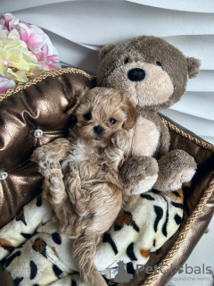 Zdjęcie №3. elite mini maltipu f1. Białoruś