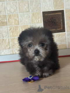 Zdjęcie №4. Sprzedam pudel (krasnolud) w Krasnodar. prywatne ogłoszenie - cena - 11860zł