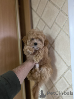 Zdjęcie №3. Mini Maltipoo. Ukraina