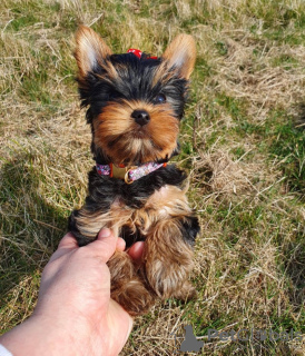 Zdjęcie №2 do zapowiedźy № 112310 na sprzedaż  yorkshire terrier - wkupić się USA prywatne ogłoszenie