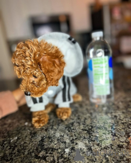 Zdjęcie №3. Gratuluję wam. Finlandia