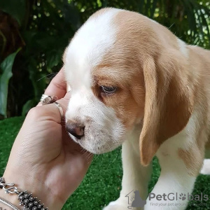 Zdjęcie №3. Piękne szczenięta Beagle. Niemcy