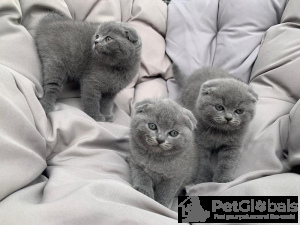 Zdjęcie №1. scottish fold - na sprzedaż w Лювен | Bezpłatny | Zapowiedź № 134092
