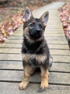 Zdjęcie №3. Szczenięta owczarka niemieckiego Champion Bloodline już dostępne!. Niemcy