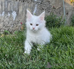 Zdjęcie №2 do zapowiedźy № 155983 na sprzedaż  maine coon - wkupić się Federacja Rosyjska od żłobka