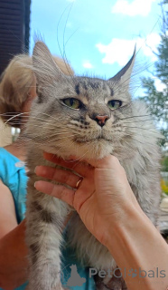 Zdjęcie №2 do zapowiedźy № 149425 na sprzedaż  maine coon - wkupić się Federacja Rosyjska od żłobka