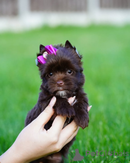 Zdjęcie №3. Wszkolony w toalecie Yorkshire. Hiszpania