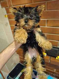 Zdjęcie №3. Miniaturowa dziewczynka z Yorku.. Łotwa