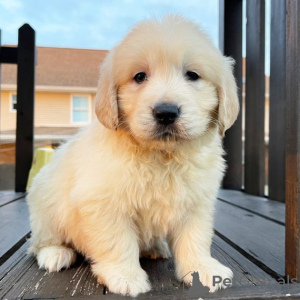 Zdjęcie №1. golden retriever - na sprzedaż w Los Angeles | 2773zł | Zapowiedź №127691