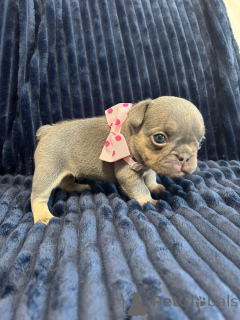 Zdjęcie №2 do zapowiedźy № 149554 na sprzedaż  buldog francuski - wkupić się USA prywatne ogłoszenie