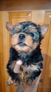 Zdjęcie №2 do zapowiedźy № 135888 na sprzedaż  yorkshire terrier biewer, yorkshire terrier - wkupić się Łotwa prywatne ogłoszenie, od żłobka, hodowca