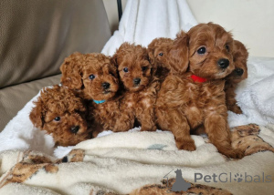 Zdjęcie №1. cavalier king charles spaniel - na sprzedaż w Hockenheim | 2153zł | Zapowiedź №171442