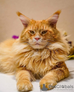 Dodatkowe zdjęcia: Szykowny Maine Coon