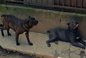 Dodatkowe zdjęcia: Cane Corso szczenięta