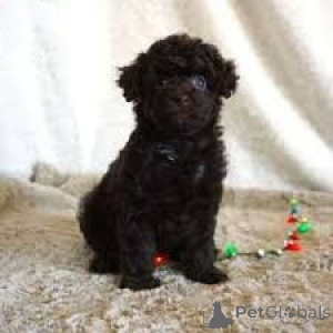 Zdjęcie №3. Pudelwelpen zu verkaufen. Austria