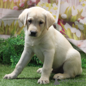 Zdjęcie №3. Flash Labrador Retriever Samiec 9 tygodni Gotowy do domu. Niemcy