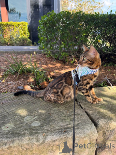 Zdjęcie №2 do zapowiedźy № 152715 na sprzedaż  kot bengalski - wkupić się Szwajcaria prywatne ogłoszenie