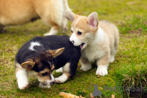 Zdjęcie №2 do zapowiedźy № 168443 na sprzedaż  welsh corgi - wkupić się Dania prywatne ogłoszenie, hodowca