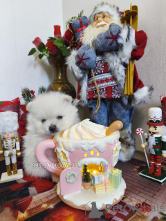 Zdjęcie №2 do zapowiedźy № 161369 na sprzedaż  szpic miniaturowy - wkupić się Gruzja prywatne ogłoszenie, od żłobka, hodowca