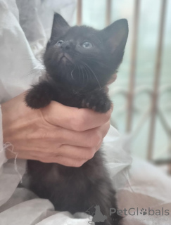 Zdjęcie №3. Cudowne kocięta Tim i Tom w dobrych rękach.. Federacja Rosyjska