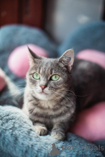 Zdjęcie №1.  - na sprzedaż w Chimki | Bezpłatny | Zapowiedź № 159485