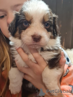 Zdjęcie №2 do zapowiedźy № 89571 na sprzedaż  owczarek australijski - wkupić się Szwecja prywatne ogłoszenie