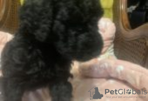 Zdjęcie №2 do zapowiedźy № 128840 na sprzedaż  alaskan malamute - wkupić się Finlandia hodowca