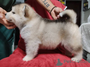 Zdjęcie №3. Szczenięta Alaskan Malamute. Serbia