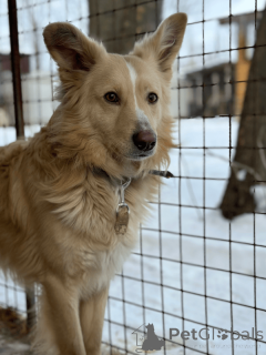 Zdjęcie №2 do zapowiedźy № 135203 na sprzedaż  pies nierasowy - wkupić się Federacja Rosyjska 