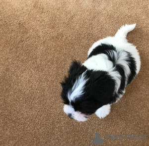 Zdjęcie №3. Szczenięta Shih Tzu na Boże Narodzenie. USA