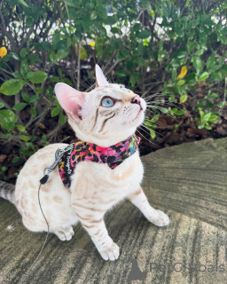 Zdjęcie №1. kot bengalski - na sprzedaż w Kriens | 3588zł | Zapowiedź № 152739