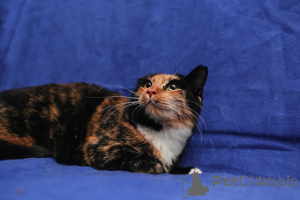 Zdjęcie №3. SŁODKO PILNIE SZUKA DOMU!!!. Białoruś