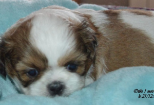 Zdjęcie №3. Shih Tzu. Francja