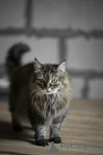 Zdjęcie №3. Każdy kot potrzebuje domu.. Federacja Rosyjska