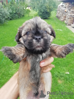 Dodatkowe zdjęcia: Ozdobna rasa Shorkie w poszukiwaniu nowego domu.