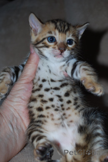 Zdjęcie №3. Pure Hoded Bengal Kittens gotowe do nowego domu. Albania