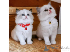 Zdjęcie №1. ragdoll - na sprzedaż w Willebroek | negocjowane | Zapowiedź № 160492