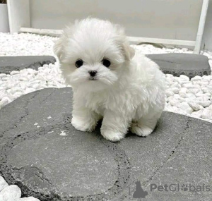 Zdjęcie №2 do zapowiedźy № 78602 na sprzedaż  cocker spaniel amerykański - wkupić się Grecja 