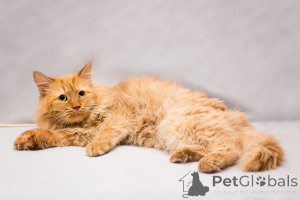 Zdjęcie №2 do zapowiedźy № 165231 na sprzedaż   - wkupić się Federacja Rosyjska prywatne ogłoszenie