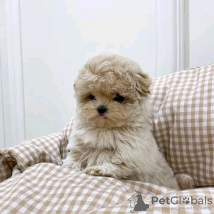 Zdjęcie №3. Szczenięta Maltipoo szukają nowego domu Biznesowy WhatsApp 37256062792. Finlandia