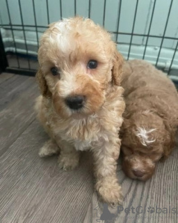 Dodatkowe zdjęcia: Miniaturowe szczenięta Goldendoodle Tekst 1 (559) 745-5646