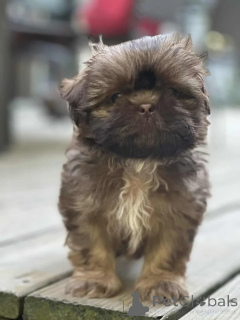 Zdjęcie №3. Szczenięta ShihTzu. Niemcy