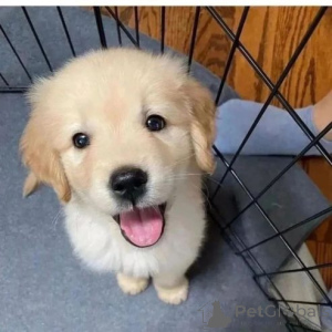 Zdjęcie №2 do zapowiedźy № 166163 na sprzedaż  pies nierasowy - wkupić się Niemcy prywatne ogłoszenie