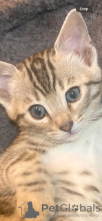 Zdjęcie №2 do zapowiedźy № 132058 na sprzedaż  kot bengalski - wkupić się Arabia Saudyjska hodowca