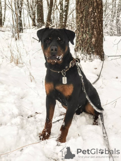 Zdjęcie №4. Sprzedam rottweiler w Москва. prywatne ogłoszenie - cena - Bezpłatny