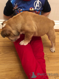 Zdjęcie №4. Sprzedam buldog angielski w Mataró. prywatne ogłoszenie, hodowca - cena - 2631zł