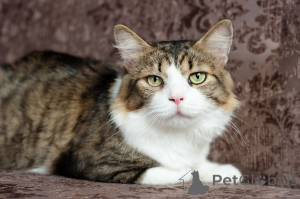 Zdjęcie №2 do zapowiedźy № 149216 na sprzedaż   - wkupić się Białoruś prywatne ogłoszenie