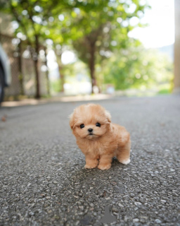 Zdjęcie №2 do zapowiedźy № 158250 na sprzedaż  maltipu - wkupić się Finlandia hodowca