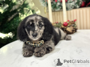 Zdjęcie №3. Poznaj Oscara małego rozmiaru, o potężnym sercu! Zabawni, lojalni i pełni. Szwajcaria